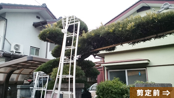 ����O�ʃA���O�����Ȃ�L�т����Ă���܂����B