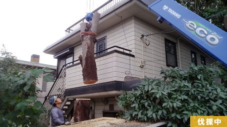 �������܎s H�@�@�}�t�����Ȃ艡�ɍL�����Ă���L�ѕ���ł��B