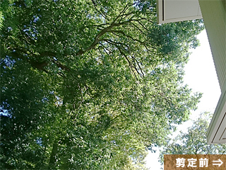 埼玉県飯能市 高木枝おろし剪定 施工前