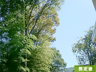 埼玉県飯能市 高木枝おろし剪定 施工後