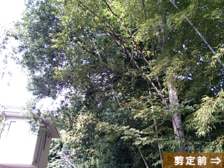 高木枝おろし剪定 施工前風景